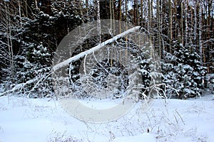 Broken tree in a thicket of the winter forest.