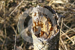 Broken tree. A tree branch that has broken. Forest