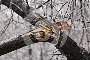 Broken tree trunk and branches due to the weight of the ice after freezing rain
