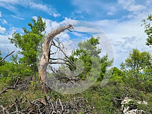 Broken tree trunk of a conifer tree