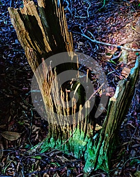 Broken tree trunk due to brittleness