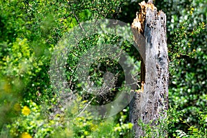 Broken tree trunk at a green park