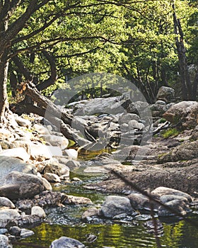 A broken tree trunk on the middle of a river.