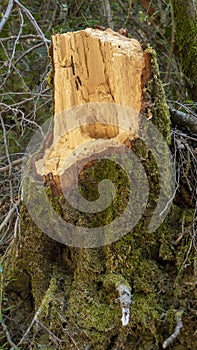 Broken tree trunk stump with moss