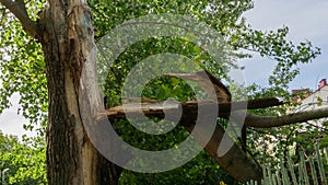 Broken tree trunk after suffering strong wind.