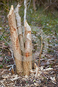 Broken tree trunk with traces of beaver teeth, vertical