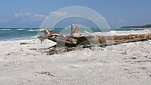 Broken tree trunk on the Weststrand, at the Peninsula Fischland-DarÃŸ-Zingst at the Baltic Sea