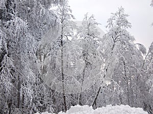 Broken tree trunks of snowy winter forest in frosty mist
