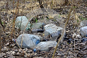 A broken Tree that was chewed by a beaver.The tree is in the Park, almost in the center of the city