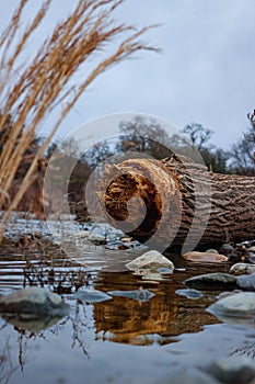 Broken tree in water with reflection against nature background