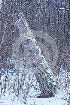 broken tree in white snow in the winter forest