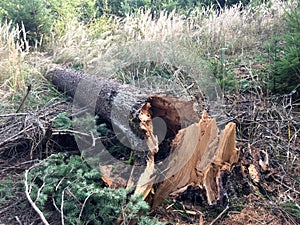 Broken tree after the wind