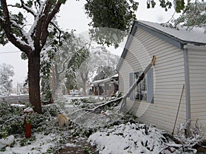 Broken Tree, Winter Storm Damage. photo