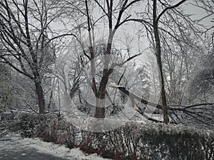 Broken tree in winter at sunset