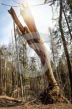 Broken tree in the woods. Storm Damage