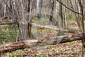 Broken trees in the autumn forest.