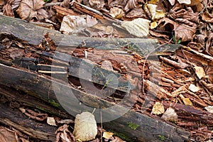 Broken trees in the autumn forest. Close-up.