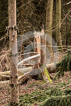 Broken trees after a big storm with big squalls