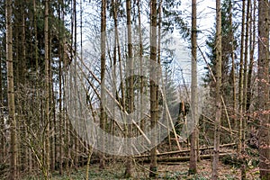 Broken trees after a big storm with big squalls photo