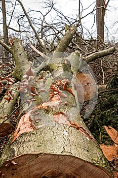 Broken trees after a big storm with big squalls