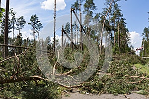 Broken trees blocking the road after the hurricane winds