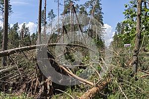 Broken trees blocking the road after the hurricane winds
