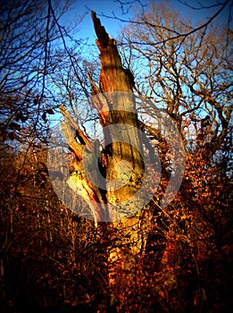 Broken trees stand in an old park. A hurricane broke the tree in half. Demonic, mystical, strange and scary place, Lomography photo