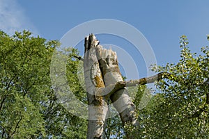 Broken trees after a strong hurricane