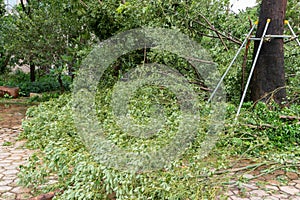 Broken trees after a strong storm