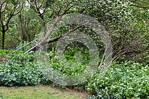 Broken trees after a strong storm