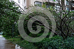 Broken trees after strong storm went through