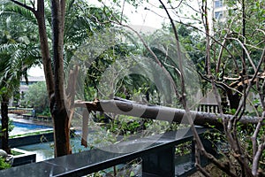 Broken trees after a strong storm