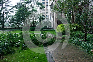 Broken trees after strong storm went through