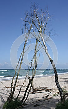 Broken trees on the Weststrand, at the Peninsula Fischland-DarÃŸ-Zingst at the Baltic Sea