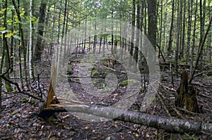 Broken trees on wilderness walking path in adirondacks