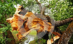 Broken tropical tree trunk after heavy storm