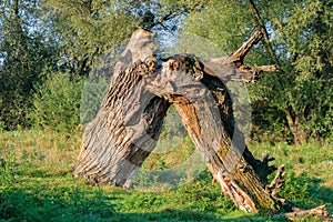 Broken trunk of a large dry tree on the background of green bush