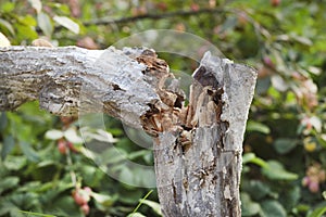 Broken trunk of a rotten tree.Whitewashed wood.Concept of treatment and care for garden trees.Selective focus