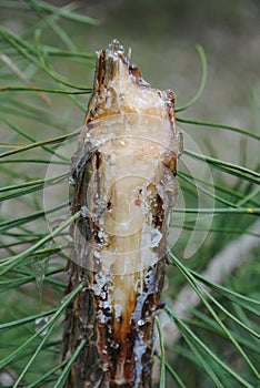 The broken trunk of a young pine resin expires. European forest photo