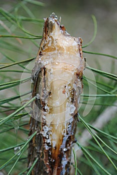 The broken trunk of a young pine resin expires. European forest photo