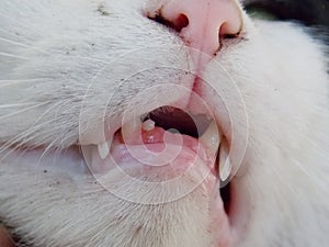 broken and white cat teeth