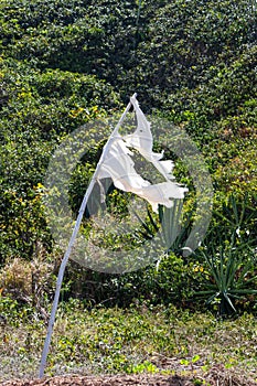 Broken white flag planted among the plants on a deserted beach. Fabric on a wooden stick