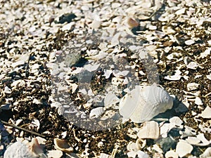 Seashells washed up on the beach.