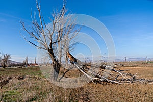 A broken willow tree lies on the ground