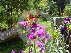 Broken wings, the harrowing circumstances