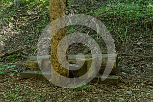 Broken wooden bench behind tree trunk