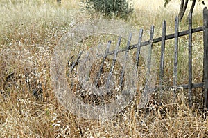 Broken wooden fence overgrown plants