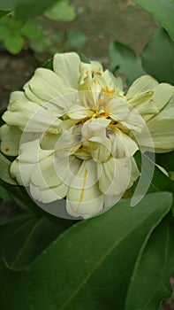 Broken yellow flower display is in front of the house