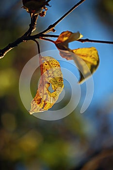 BROKEN YELLOW JAPANESE RAISIN TREE LEAF ON A TREE AT THE END OF SUMMER