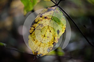 A broken yellow leaf against dark blurred background in deep for